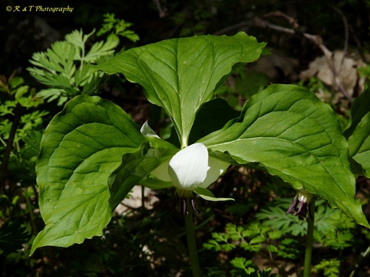 {Trillium rugelii}